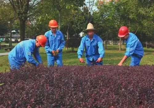 盆栽修剪 | 红花继木怎样修剪