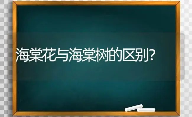 海棠花与海棠树的区别？ | 绿植常识