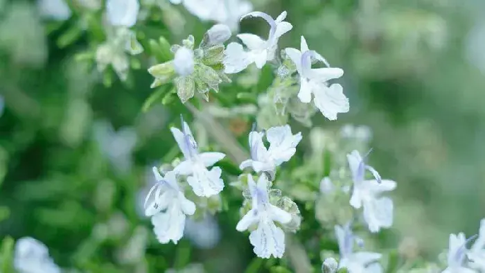 迷迭香是什么，迷迭香的花语是什么