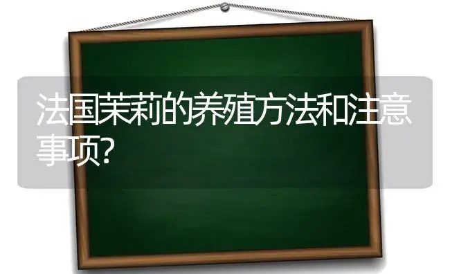 法国茉莉的养殖方法和注意事项？ | 绿植常识