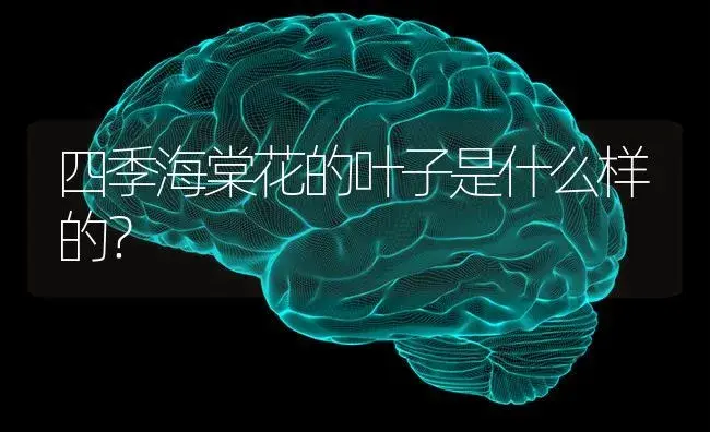 四季海棠花的叶子是什么样的？ | 绿植常识