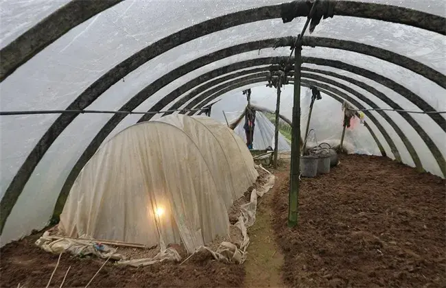 圣女果设施种植技术