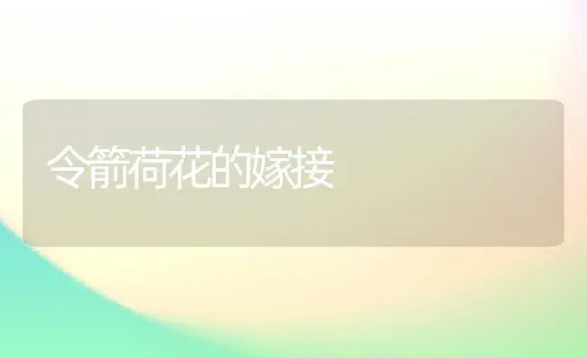 令箭荷花的嫁接 | 家庭养花