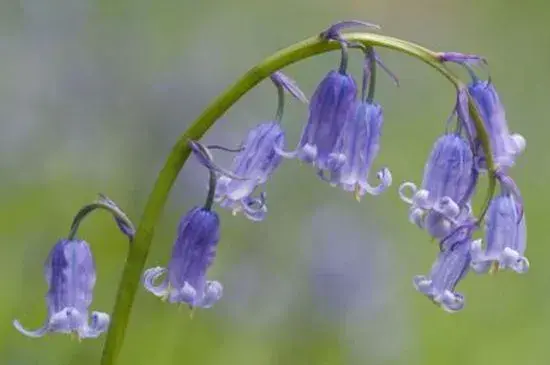 寒丁子花的花语