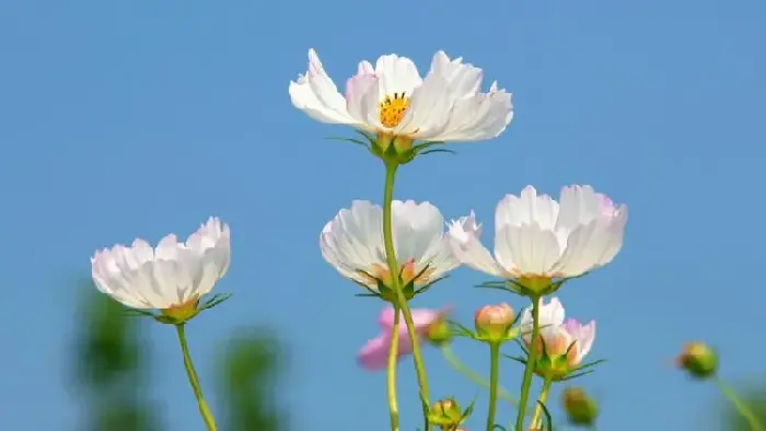 格桑花花语