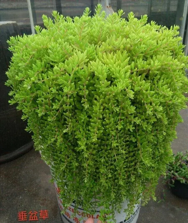 佛甲草叶子特征？