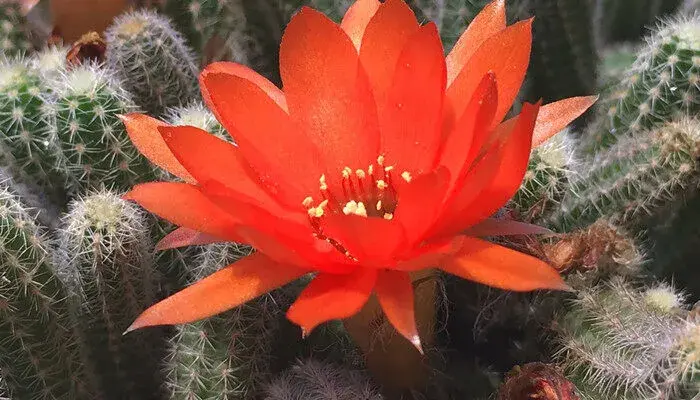 仙人球的花语和寓意