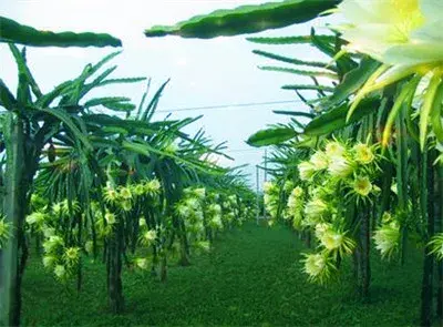 火龙果棚室种植技术和管理方法