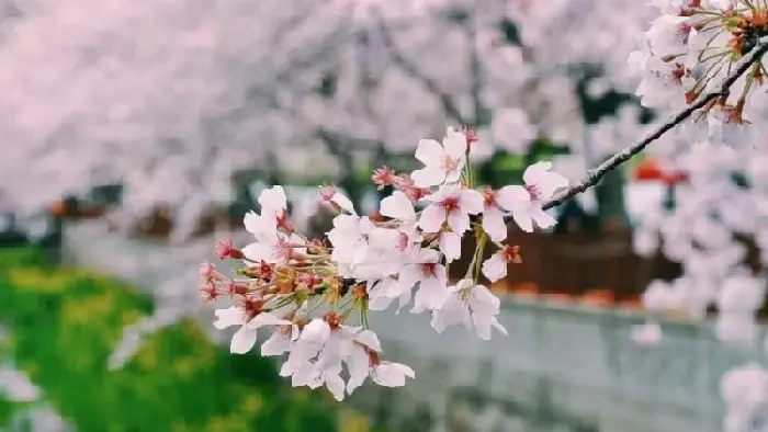 樱花花语