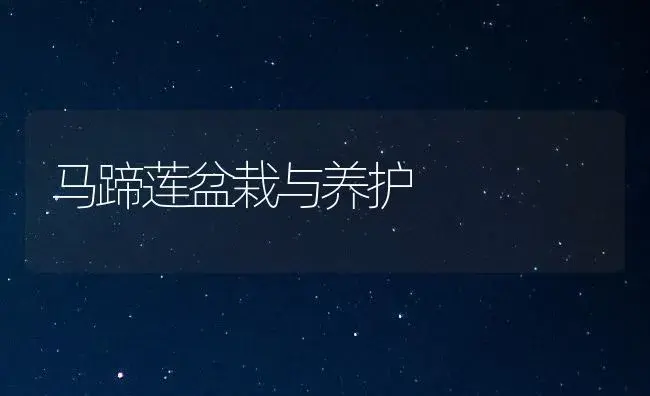 马蹄莲盆栽与养护 | 家庭养花