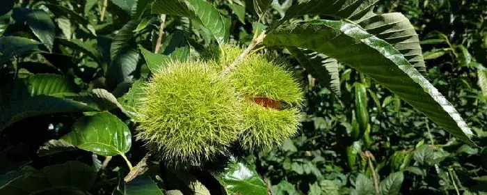 板栗一亩地栽培多少株