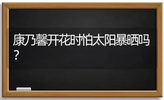 康乃馨开花时怕太阳暴晒吗？ | 绿植常识