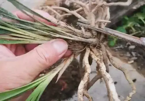 花卉果蔬盆景 | 野生兰花如何上盆 有哪些注意事项