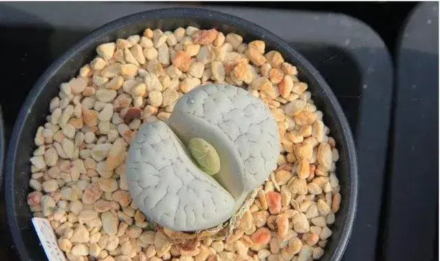 多肉小屁股品种区别