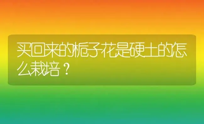 买回来的栀子花是硬土的怎么栽培？ | 绿植常识