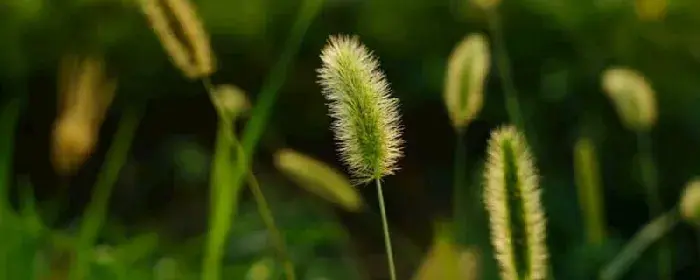 狗尾巴草的花语是什么