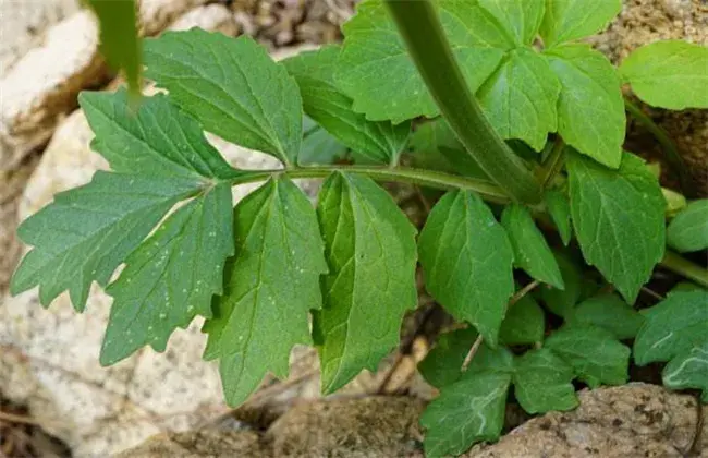 缬草的栽培技术