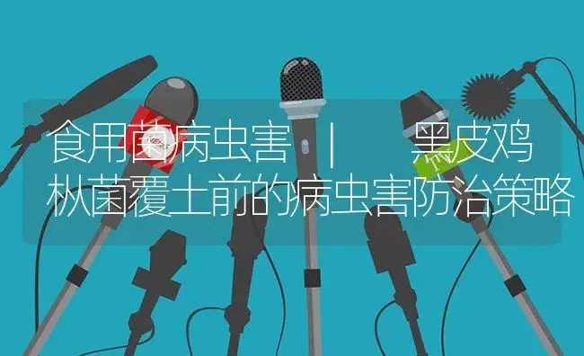 黑皮鸡枞菌覆土前的病虫害防治策略 | 菌菇种植