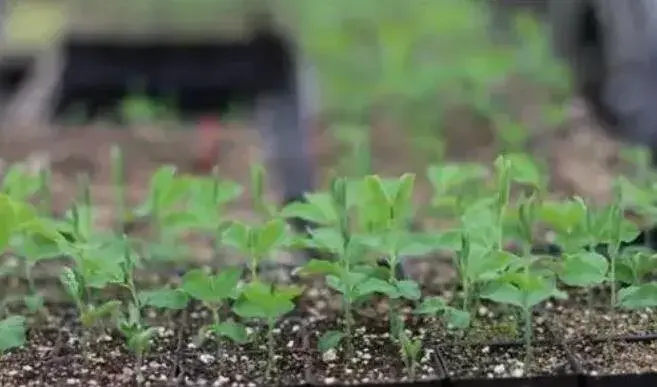 甜豌豆的栽培技术