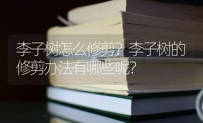 李子树怎么修剪？李子树的修剪办法有哪些呢？ | 果木种植