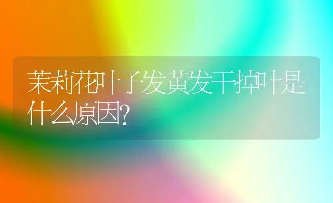 茉莉花叶子发黄发干掉叶是什么原因？ | 绿植常识