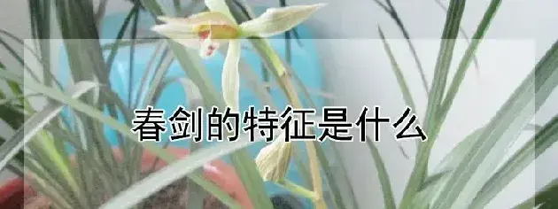 春剑的特征是什么