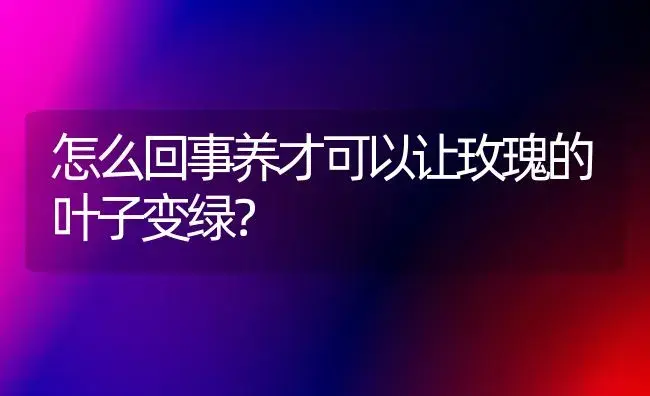 怎么回事养才可以让玫瑰的叶子变绿？ | 绿植常识