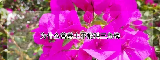 为什么营养土不能种三角梅