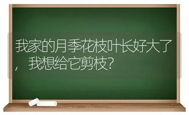 我家的月季花枝叶长好大了,我想给它剪枝？ | 绿植常识