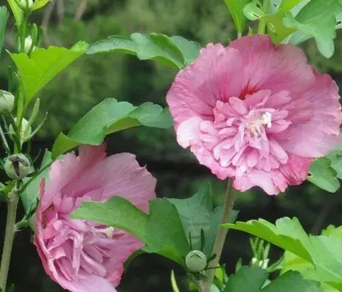 木槿花的种植技巧 木槿花的花语及相关传说有哪些？