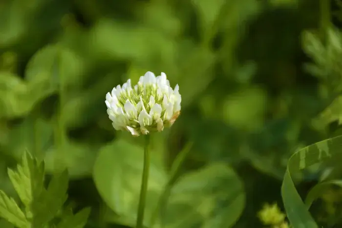 四叶草的花语，有怎样的传说