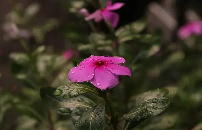 长春花有毒吗