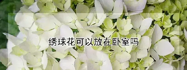 绣球花可以放在卧室吗