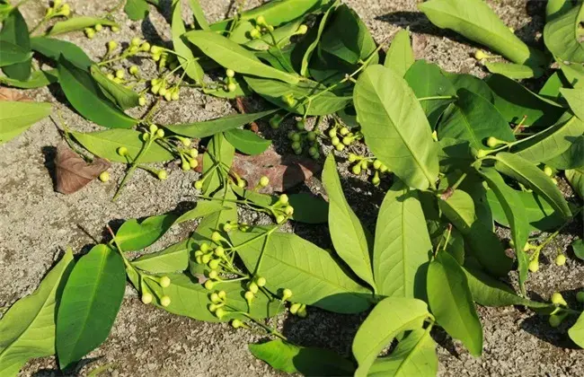 莲雾种植技术