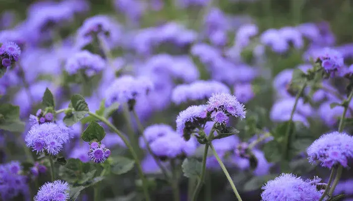 蓟花的花语和寓意 蓟花的花语和寓意是什么