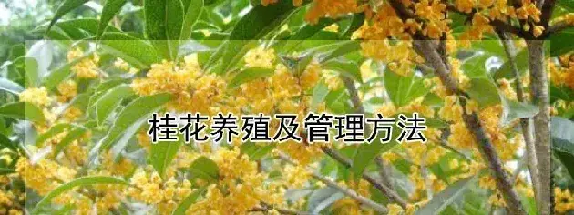 桂花养殖及管理方法