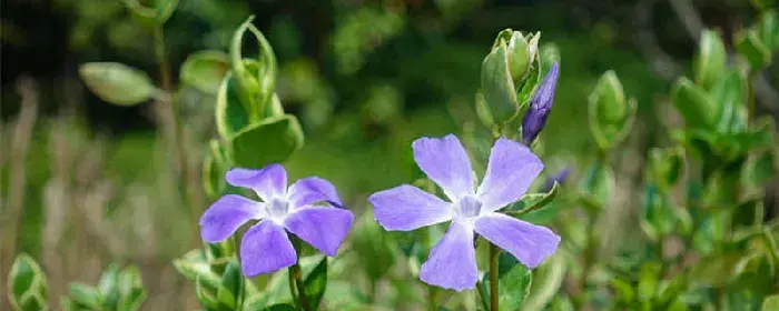 长春花花语 长春花代表了什么