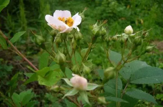 不同颜色的蔷薇花花语大全有哪些？