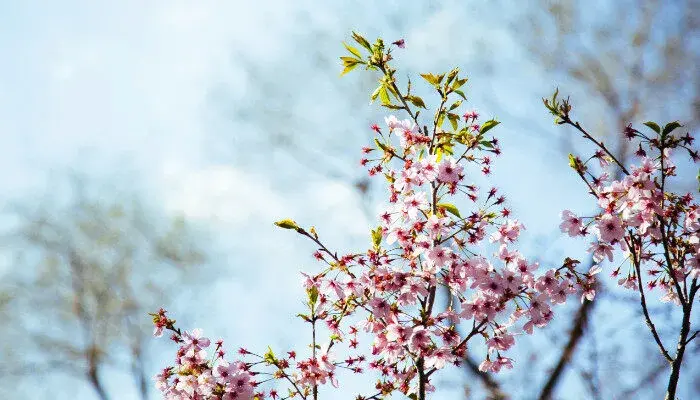 桃花的花语是什么 桃花的花语