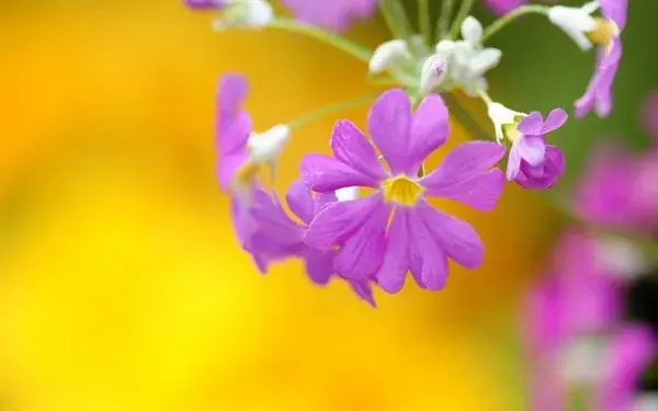 樱花草的花语|樱花草图片欣赏