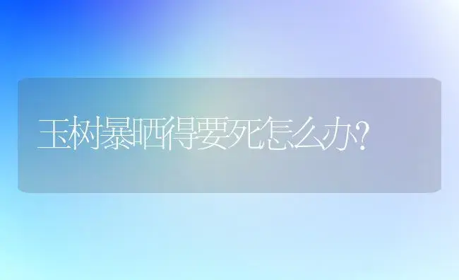 玉树暴晒得要死怎么办？ | 多肉养殖