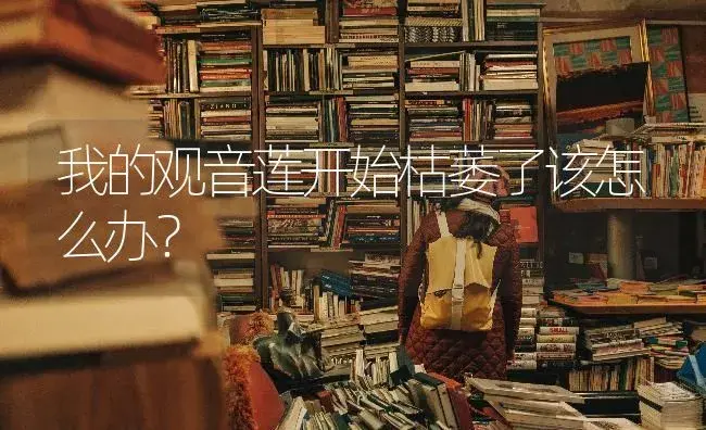我的观音莲开始枯萎了该怎么办？ | 多肉养殖