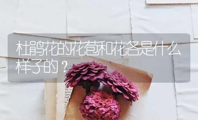 杜鹃花的花苞和花各是什么样子的？ | 绿植常识