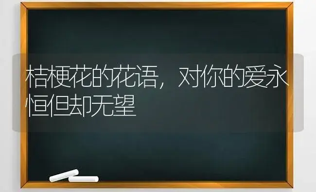 桔梗花的花语，对你的爱永恒但却无望 | 绿植寓意