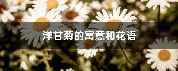 洋甘菊的寓意和花语