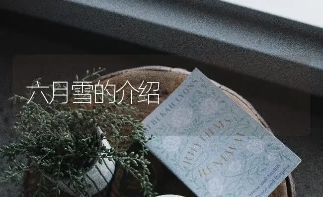 六月雪的介绍 | 特种种植