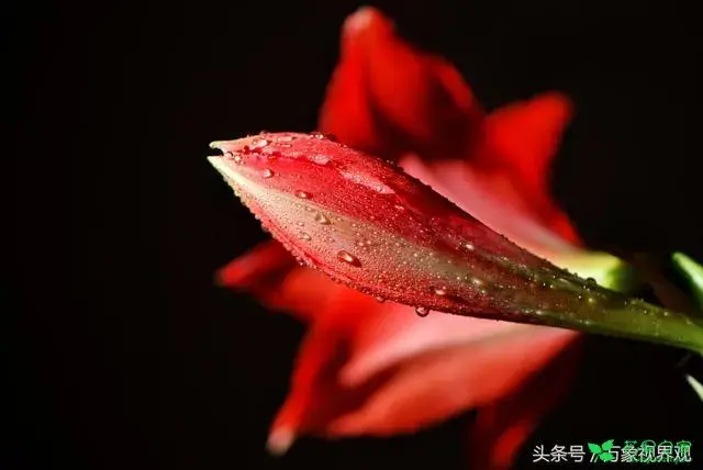 花语花香——坚持信念与笃定的百枝莲有哪些？
