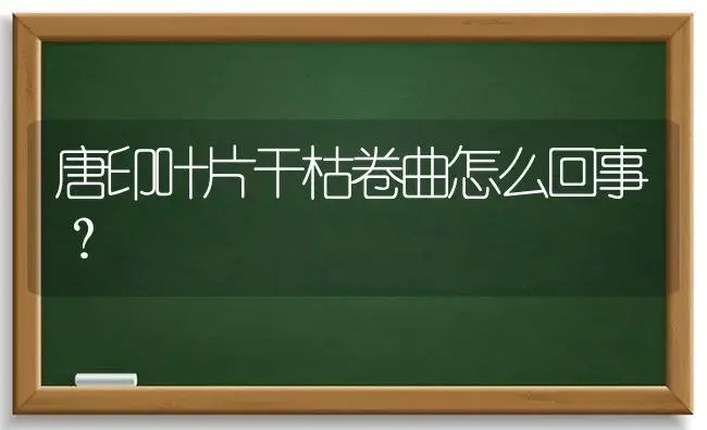 唐印叶片干枯卷曲怎么回事？ | 多肉养殖