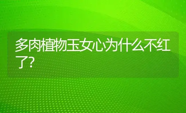 多肉植物玉女心为什么不红了？ | 多肉养殖