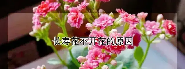 长寿花不开花的原因